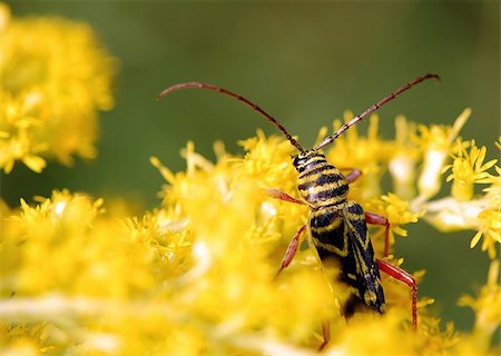 a locust borer beetle prowling the goldenrod for a mate Foto de stock - Royalty-Free Super Valor e Assinatura, Número: 400-05023929