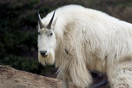 Mountain goat shot in Yoho National Park, Alberta Stock Photo - Budget Royalty-Free & Subscription, Code: 400-05034002