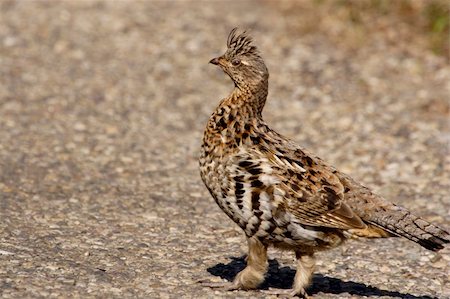 simsearch:400-07124586,k - Ruffed grouse in the bushes Photographie de stock - Aubaine LD & Abonnement, Code: 400-05034015