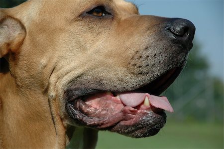 simsearch:400-03979341,k - Dog in profile. Taken on a sunny day. Stock Photo - Budget Royalty-Free & Subscription, Code: 400-05034260