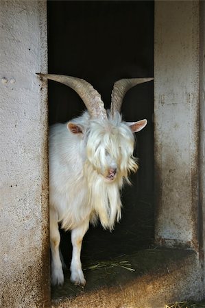 Need a haircut - billy goat with long hair Stock Photo - Budget Royalty-Free & Subscription, Code: 400-05034298