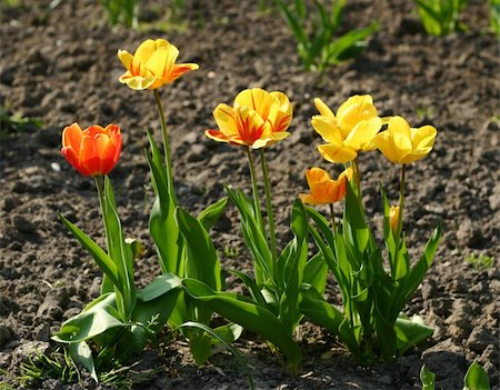 parc (nature) - Row of yellow and red tulips (backlit) Stock Photo - Budget Royalty-Free & Subscription, Code: 400-05034322