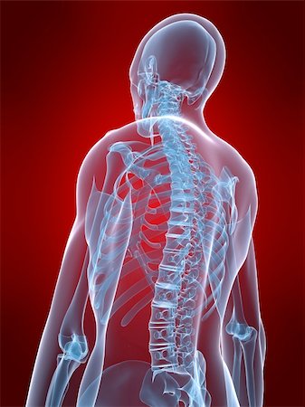 simsearch:400-04003518,k - 3d rendered x-ray illustration of a human skeletal back Fotografie stock - Microstock e Abbonamento, Codice: 400-05034483