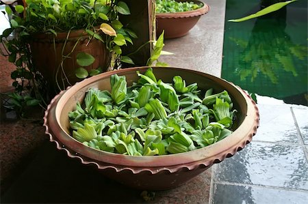 Pot with floating plants in Balinese architectural style Stock Photo - Budget Royalty-Free & Subscription, Code: 400-05034935