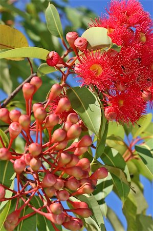 sav - An Australian Gum Tree covered in bright red flowers. Foto de stock - Super Valor sin royalties y Suscripción, Código: 400-05035087