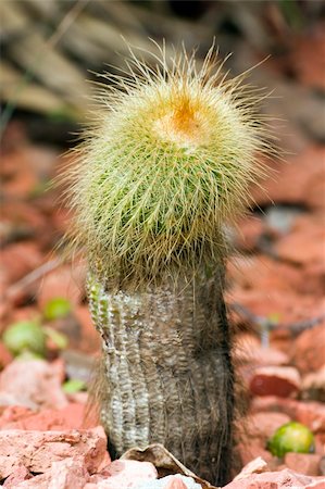 Echinocereus Dubius cactus Stock Photo - Budget Royalty-Free & Subscription, Code: 400-05035503