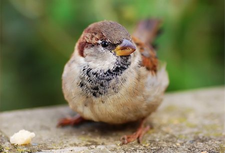 A Female House Sparrow, feeding off scraps in Canterbury, Kent, UK, shot with a mcro lens. Foto de stock - Super Valor sin royalties y Suscripción, Código: 400-05035556