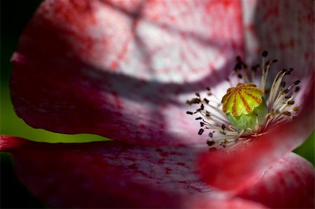 poppies pods - Poppy growing wild Stock Photo - Budget Royalty-Free & Subscription, Code: 400-05035560