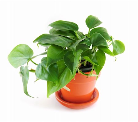 simsearch:400-04064749,k - Green trailing houseplant isolated on white background Stock Photo - Budget Royalty-Free & Subscription, Code: 400-05035729