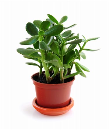 simsearch:400-04064749,k - Young Jade houseplant isolated on white background Stock Photo - Budget Royalty-Free & Subscription, Code: 400-05035730