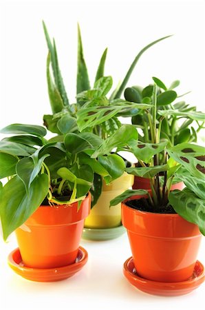 simsearch:400-04064749,k - Assorted green houseplants in pots isolated on white background Stock Photo - Budget Royalty-Free & Subscription, Code: 400-05035731