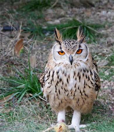 eurasian owl - A funny looking little horned oil Stock Photo - Budget Royalty-Free & Subscription, Code: 400-05036146