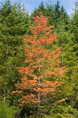 douglas fir - A single dead tree against a healthy forest. Stock Photo - Budget Royalty-Free & Subscription, Code: 400-05036313