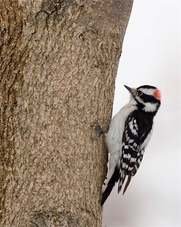 pájaro carpintero - Downy woodpecker perched on a tree. Foto de stock - Super Valor sin royalties y Suscripción, Código: 400-05036387