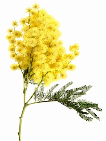 Mimosa isolated on white Stockbilder - Microstock & Abonnement, Bildnummer: 400-05036395