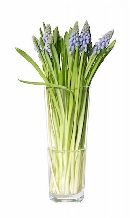 bunch of muscari in a tall glass Stock Photo - Budget Royalty-Free & Subscription, Code: 400-05036399