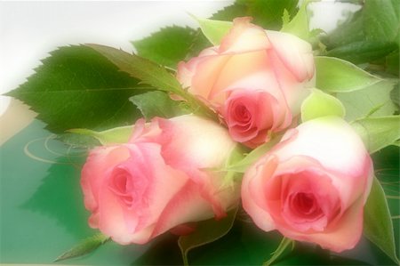 roses on a tin of chocolates  with a soft romatic focus Fotografie stock - Microstock e Abbonamento, Codice: 400-05036417