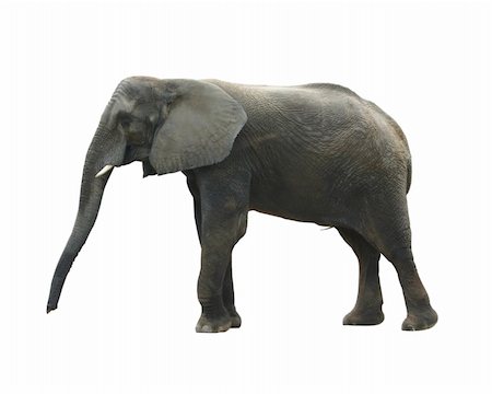Isolated elephant Foto de stock - Super Valor sin royalties y Suscripción, Código: 400-05036569