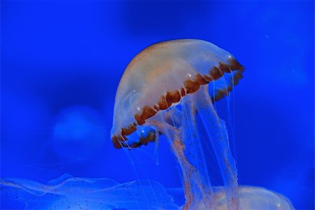 jelly fish inside the aquariums Fotografie stock - Microstock e Abbonamento, Codice: 400-05036592