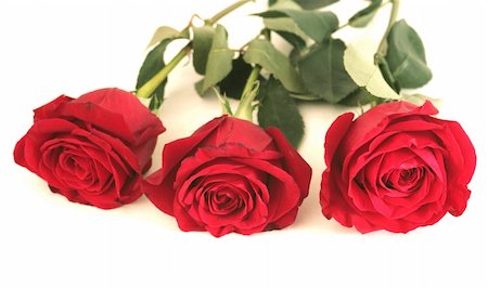 simsearch:400-03941928,k - Three beautiful red roses lay on a white background Photographie de stock - Aubaine LD & Abonnement, Code: 400-05036610