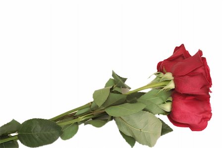 simsearch:400-03941928,k - Three beautiful red roses lay on a white background Photographie de stock - Aubaine LD & Abonnement, Code: 400-05036611