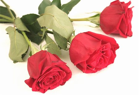 simsearch:400-03941928,k - Three beautiful red roses lay on a white background Photographie de stock - Aubaine LD & Abonnement, Code: 400-05036612