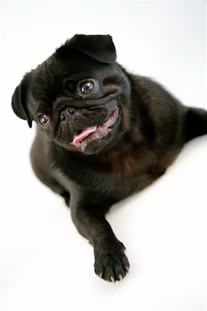 pug, not people - Black Pug Stock Photo - Budget Royalty-Free & Subscription, Code: 400-05036877