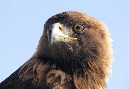 simsearch:400-06131816,k - Close-up picture of a Golden Eagle Photographie de stock - Aubaine LD & Abonnement, Code: 400-05036933