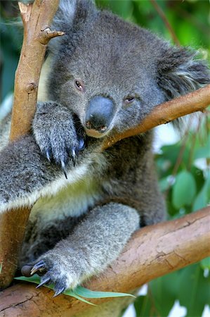 Australian Koala Stock Photo - Budget Royalty-Free & Subscription, Code: 400-05037259