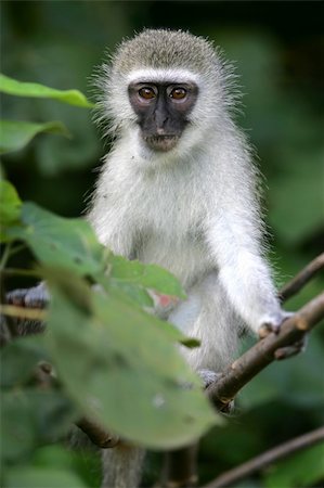 Vervet Monkey Foto de stock - Royalty-Free Super Valor e Assinatura, Número: 400-05037269