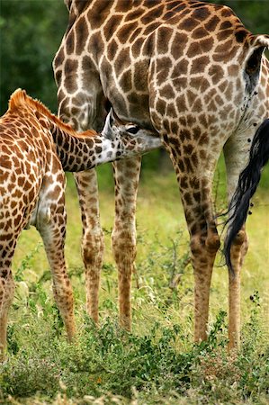 African Giraffes Stock Photo - Budget Royalty-Free & Subscription, Code: 400-05037300