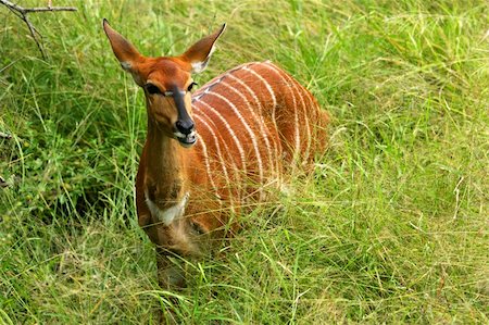 African Nyala Stock Photo - Budget Royalty-Free & Subscription, Code: 400-05037301