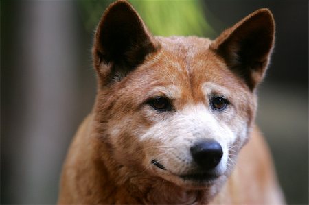 dingo - Australian Dingo Foto de stock - Super Valor sin royalties y Suscripción, Código: 400-05037323