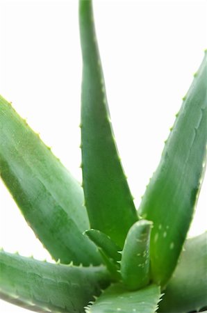 simsearch:400-08283886,k - Green leaves of aloe plant close up on white background Stock Photo - Budget Royalty-Free & Subscription, Code: 400-05037483