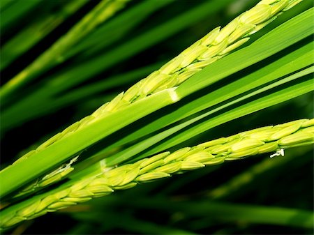 fruit farm in thailand - a photo of Rice  farm Foto de stock - Super Valor sin royalties y Suscripción, Código: 400-05037567