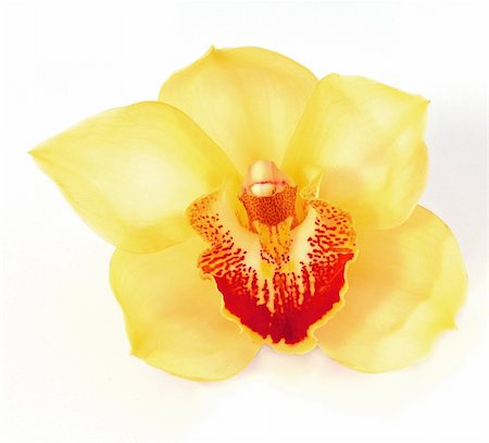 simsearch:400-04806771,k - Beautiful yellow orchid blossom isolated on white Stockbilder - Microstock & Abonnement, Bildnummer: 400-05037686