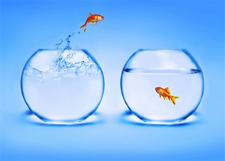 goldfish jumping out of the water Stock Photo - Budget Royalty-Free & Subscription, Code: 400-05037739