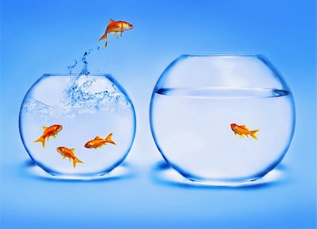 simsearch:400-04545787,k - goldfish jumping out of the water Stock Photo - Budget Royalty-Free & Subscription, Code: 400-05037740