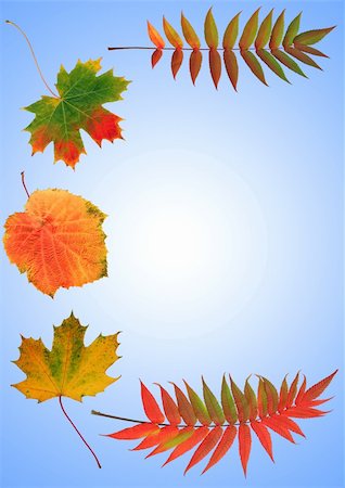 simsearch:400-04545260,k - Abstract arrangement of autumn leaves, rowan, grape and maple, forming a border. Set against a sky blue background with a white central inner glow. Stock Photo - Budget Royalty-Free & Subscription, Code: 400-05038278
