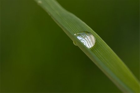 simsearch:400-04885204,k - Macro Image of Water Drop on Blade of Grass. Photographie de stock - Aubaine LD & Abonnement, Code: 400-05038358