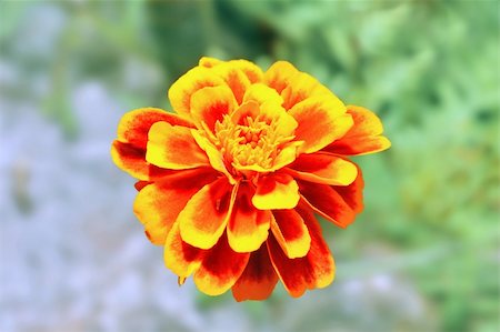 simsearch:400-04062838,k - photo of red / yellow flower in a garden, shallow depth of field Stock Photo - Budget Royalty-Free & Subscription, Code: 400-05038444