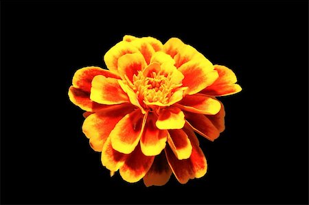 simsearch:400-04062838,k - photo of red / yellow flower on black background, shallow depth of field Stock Photo - Budget Royalty-Free & Subscription, Code: 400-05038445