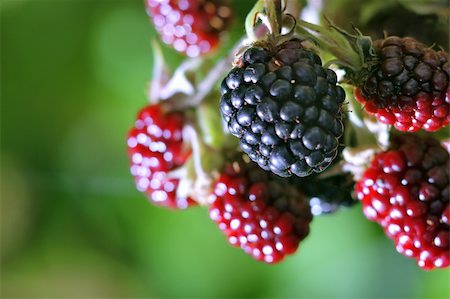 red and black blackberries in nature Foto de stock - Royalty-Free Super Valor e Assinatura, Número: 400-05038449