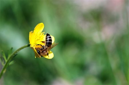 bee working in a meadow on yellow flower Foto de stock - Royalty-Free Super Valor e Assinatura, Número: 400-05038440