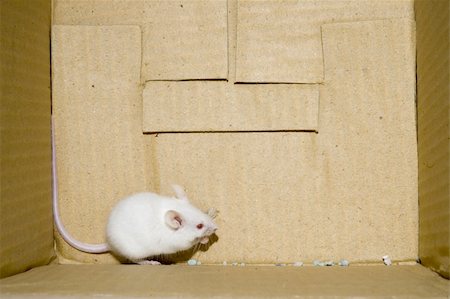 simsearch:400-04719873,k - White mice on a box Stock Photo - Budget Royalty-Free & Subscription, Code: 400-05038465