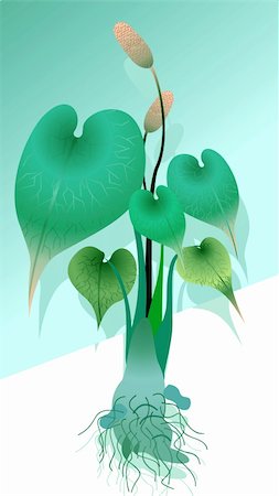 Illustration of anthurium plant with root Stock Photo - Budget Royalty-Free & Subscription, Code: 400-05038488