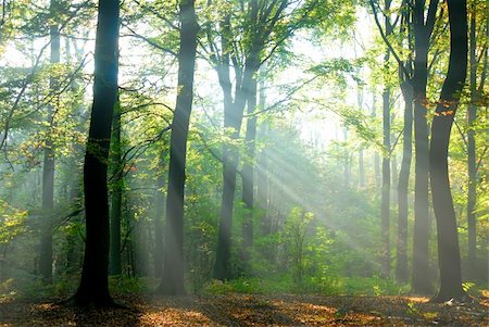 sunbeams pour into the autumn forest creating a mystical ambiance Foto de stock - Super Valor sin royalties y Suscripción, Código: 400-05038517