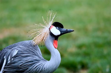 simsearch:400-04563378,k - A Gray Crowned Crane Stockbilder - Microstock & Abonnement, Bildnummer: 400-05038598