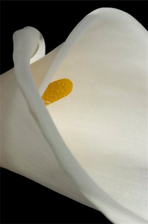 Close-up of a white calla lily blossom isolated on black Photographie de stock - Aubaine LD & Abonnement, Code: 400-05038957
