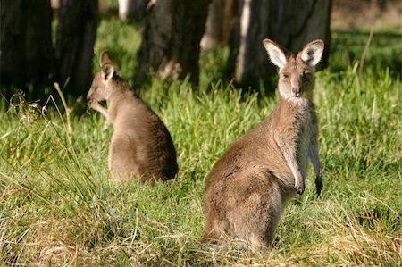 A pair of young kangaroos grazing in the grass Foto de stock - Super Valor sin royalties y Suscripción, Código: 400-05038996